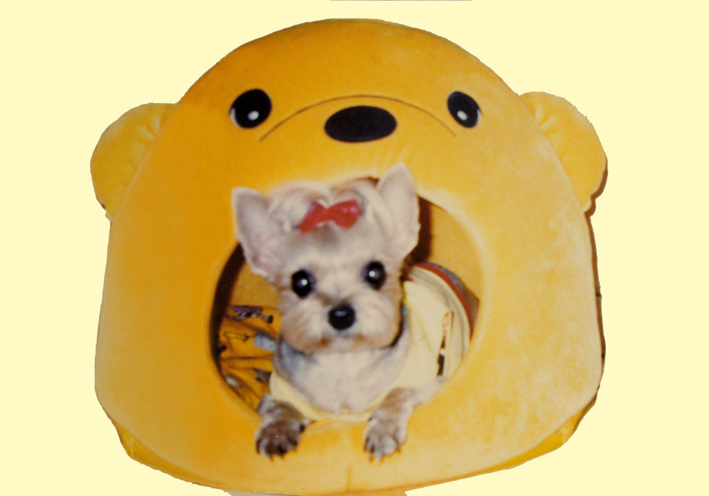 이뿌지요 이미지